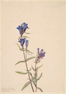 Gentian by Mary Vaux Walcott