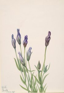 Gentian by Mary Vaux Walcott