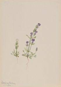 Gentiana propingua, 1916 by Mary Vaux Walcott