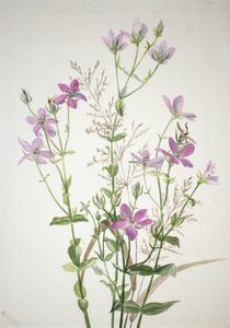 Gentianacease sabbalia angularis