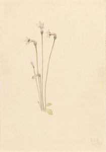 Ghostpipe by Mary Vaux Walcott