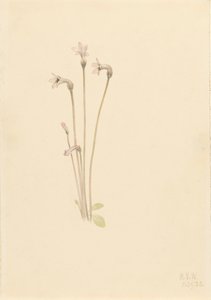 Ghostpipe Thalesia uniflora by Mary Vaux Walcott
