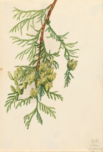 Giant Arborvitae Thuja plicata, 1923