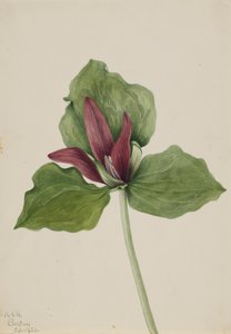Giant Trillium, 1921