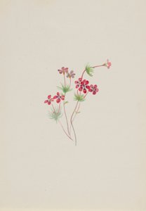 Linanthus Gilia