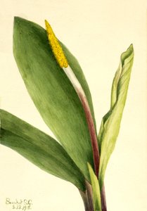 Goldenclub Orontium aquaticum by Mary Vaux Walcott