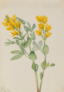 Goldenpea Thermopsis Rhombifolia by Mary Vaux Walcott