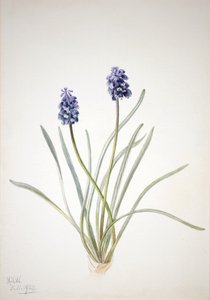 Grape Hyacinth Muscari racemosum, 1920 by Mary Vaux Walcott