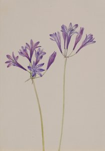 Grass Nut Brodiaea Laxa by Mary Vaux Walcott