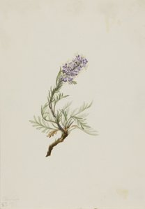 Gray Phacelia Phacelia sericea by Mary Vaux Walcott