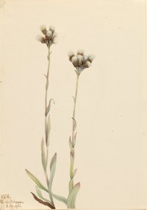 Gray Pussytoes Antennaria howellii, 1921 by Mary Vaux Walcott