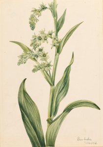 Green Bear Cabbage (Veratrum viride)
