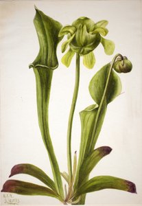 Green Pitcherplant Sarracenia orephila, 1933
