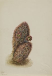 Green Strawberry Cactus Echinocereus Viridiflorus by Mary Vaux Walcott
