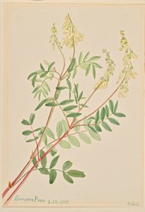 Hedysarum by Mary Vaux Walcott