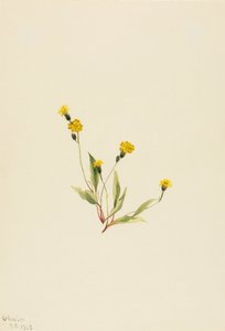 Heieracium Gracile