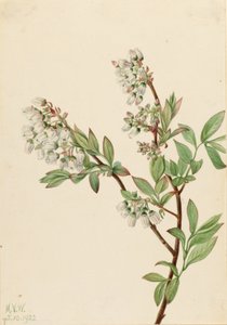 Highbush Blueberry (Vaccinium corymbosum) by Mary Vaux Walcott
