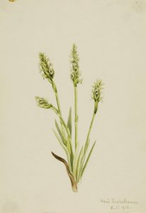 Hooded Ladies-Tresses by Mary Vaux Walcott