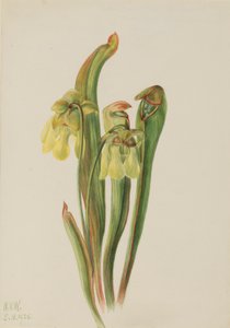 Hooded Pitcherplant (Sarracenia minor)
