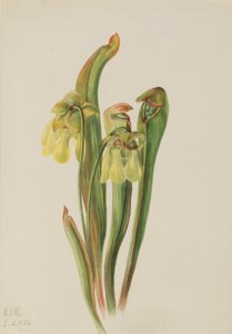 Hooded Pitcherplant Sarracenia Minor