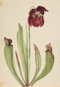 Hybrid Pitcherplant