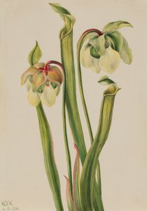 Hybrid Pitcherplant, 1930