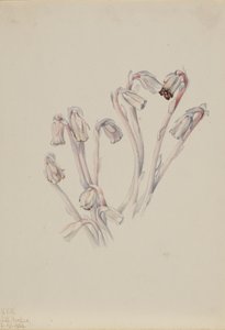 Indian Pipe Monotropa uniflora, 1926 by Mary Vaux Walcott