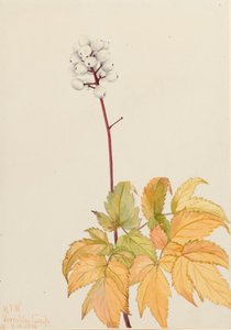 Ivory Baneberry Actaea Arguta