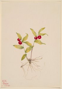 Kruhsea (Kruhsea streptopoides) by Mary Vaux Walcott
