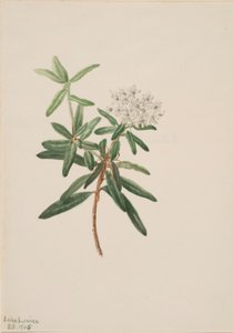 Labrador Tea by Mary Vaux Walcott