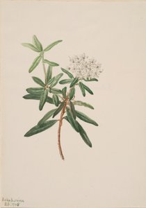 Labrador Tea Ledum groenlandicum by Mary Vaux Walcott