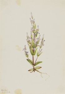 Ladder Gentian Gentiana acuta, 1916 by Mary Vaux Walcott