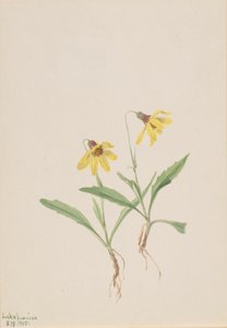 Lake Louise Arnica by Mary Vaux Walcott
