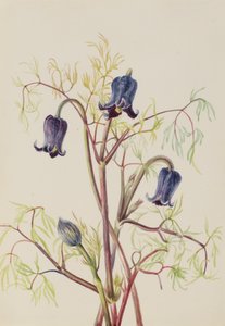 Leather Flower Clematis hirsutissima, ca. 1930s