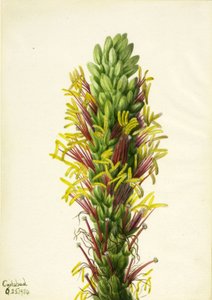 Lechuguilla