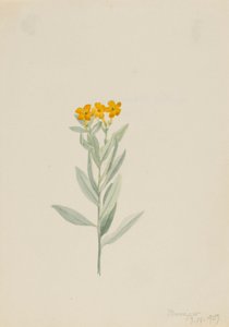 Lithospermum canescens