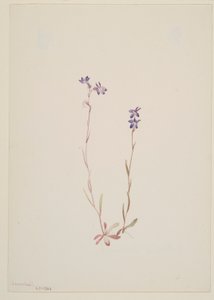 Lobelia Kalmii by Mary Vaux Walcott