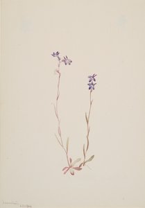 Lobelia Kalmii by Mary Vaux Walcott