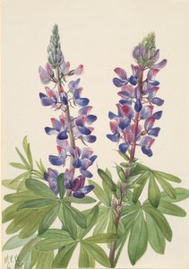 Lupine, 1935
