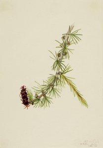 Lyall Larch