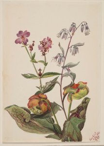 Meadow Beauty, Rattlesnake Root, Pitcherplant