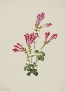 Menzies Pentstemon, 1925 by Mary Vaux Walcott