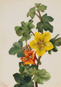 Mexican Fremontia Fremontodendron mexicanum, 1926