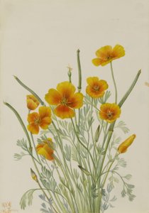 Mexican Poppy by Mary Vaux Walcott