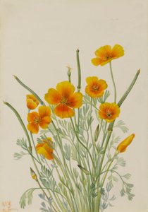 Mexican Poppy, 1927 by Mary Vaux Walcott