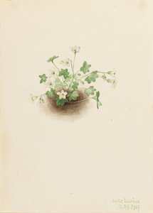 Mistmaiden Romanzoffia sitchensis, 1907