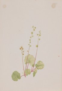 Mitella nuda by Mary Vaux Walcott