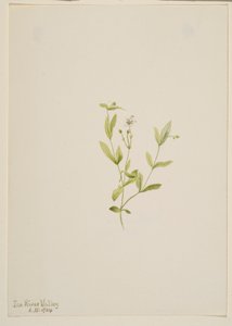 Moehringia laberiflora by Mary Vaux Walcott