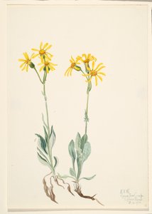 Montana Parnassia, 1920 by Mary Vaux Walcott