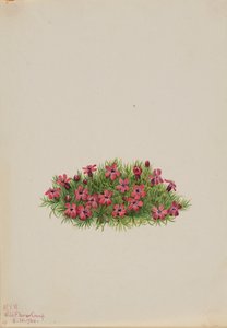 Moss Campion Silene acaulis, 1924